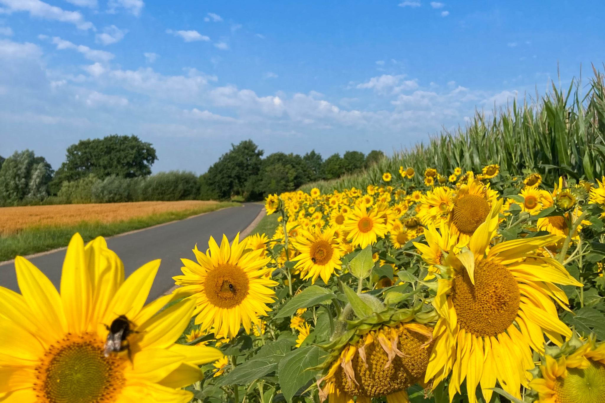 Sonnenblumen am Karper Hof